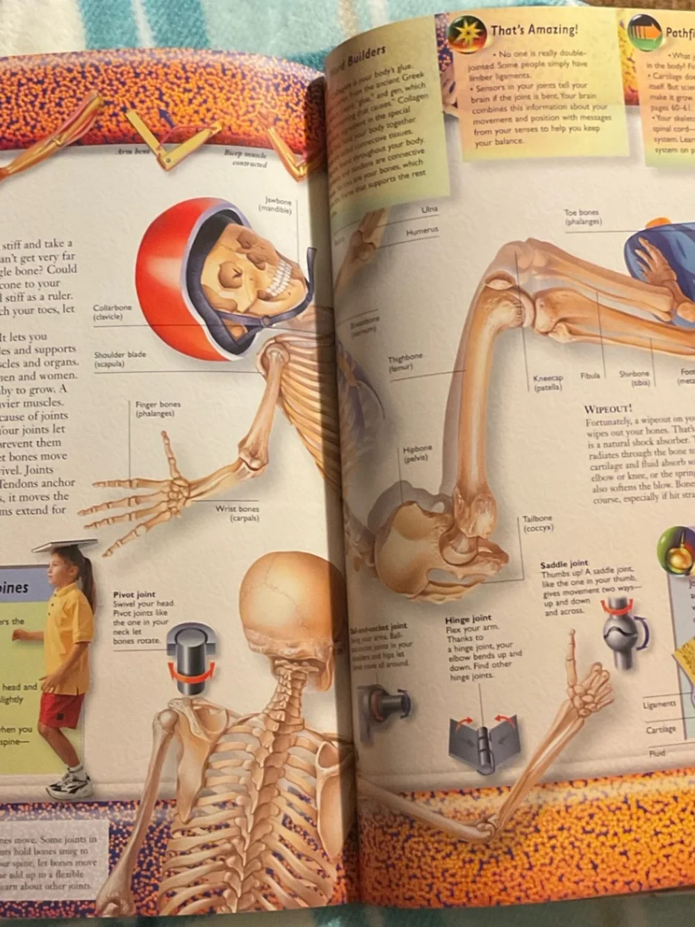 Raiders digest Pathfinders, the human body hardcover Laurie Beckelman